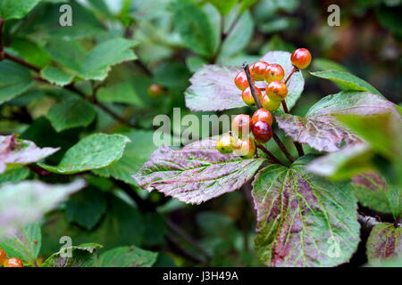 Highbush Cranberry plant and berries (Viburnum trilobum) Stock Photo