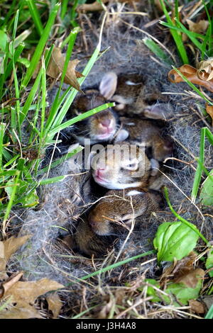 Growth stages of wild rabbits, baby bunnies in a rabbit hole Stock ...