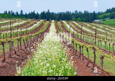 Grape vineyard of Pinot Noir in Oregon State with summer white blossoms between rows with blue sky Stock Photo