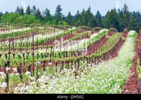 Grape vineyard of Pinot Noir grapes in Oregon State with summer white blossoms between rows Stock Photo