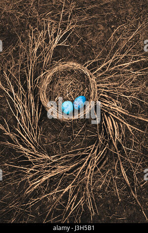 Robin's Bird Nest on ground with spiral pattern of twigs and blue bird eggs Stock Photo