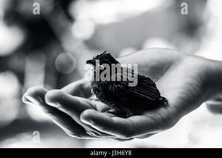 Baby of Red Vented Bulbul sitting on human hand finding hisher Mother. Stock Photo