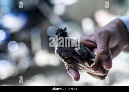 baby bird sitting on human hand watching for his Mother. Stock Photo