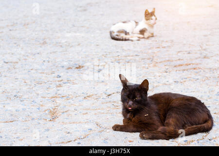 Black and white resort cats basking in sun in beach village Bali. Cute fluffy Pets on vacation. Rethymno, Crete, Greece Stock Photo