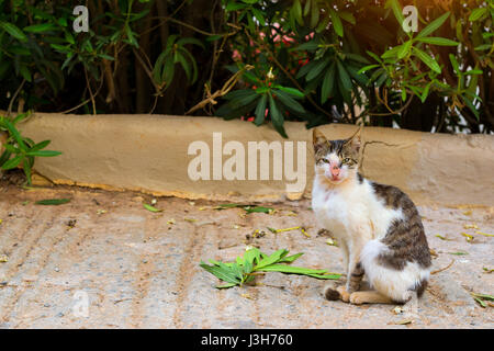 White resort cat basking in sun in beach village Bali. Cute fluffy Pets on vacation. Rethymno, Crete, Greece Stock Photo