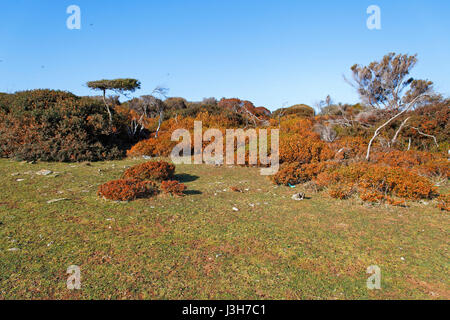 Maquis shrubland in early spring, Brijuni National Park Stock Photo