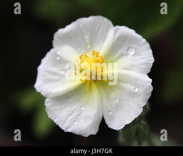 The lovely white flower of Helianthemum apenninum also known as rock rose or sun rose, covered in morning dew. Stock Photo