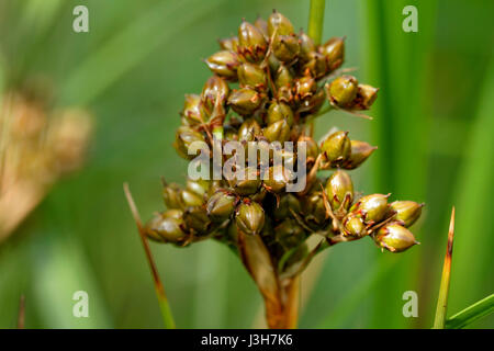 A close-up of Juncus axcutus from Brijuni National Park Stock Photo