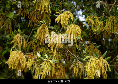Holly oak flowers on a tree, Brijuni National Park in Croatia Stock Photo