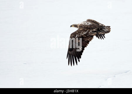 Bald Eagle ( Haliaeetus leucocephalus ) in winter, young bird, immature, juvenile, flying away over snow covered open land, Yellowstone area, MT, USA. Stock Photo