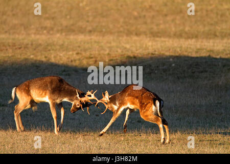 Deer fighting in Brijuni National Park