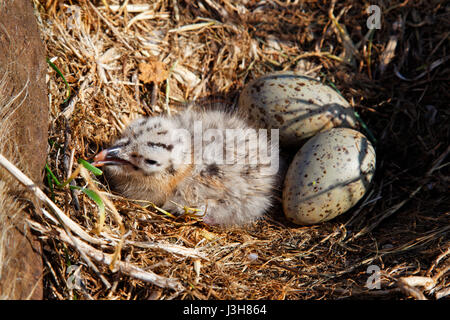 Eggs and chicks in nest of the yellow-legged gull colony on Brijuni National Park Stock Photo