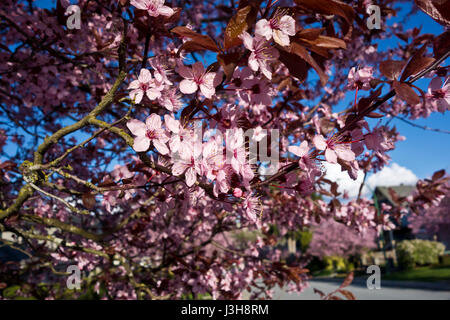 Flowering plum blossoms on a residential street in Greater Vancouver, BC, Canada Stock Photo