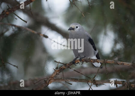 Clark's nutcracker ( Nucifraga columbiana ) in winter, perched in a tree, seeking for shelter during snowfall, Yellowstone area, Montana, USA. Stock Photo