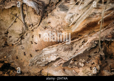 Red Forest Ants (Formica Rufa) On A Fallen Old Tree Trunk. Ants Moving In Anthill. Belarus Stock Photo