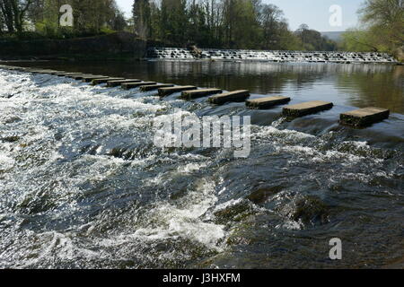 stepping Stones across River Wharfe Burley in Wharfedale Stock Photo