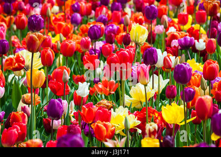 Field of multi colored tulips Stock Photo