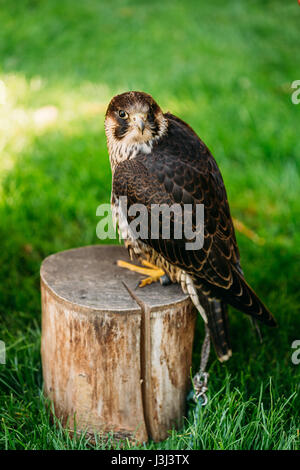 The peregrine falcon (Falco peregrinus), also known as the peregrine, and historically as the duck hawk in North America, is a widespread bird of prey Stock Photo