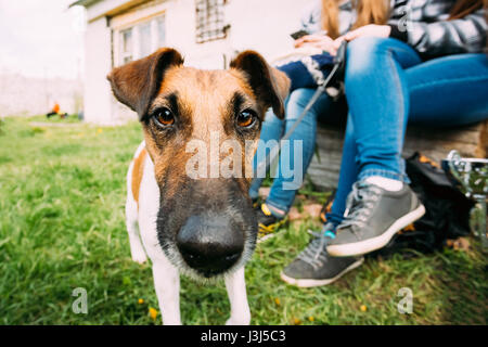 Close Up Of Smooth Fox Terrier Dog Standing Near Woman Feet In Green Grass, In Park Outdoor. Photo Shot On The Wide-angle Lens. Stock Photo