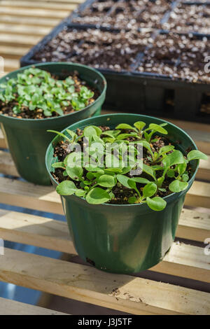 Young petunia seedlings growing in the home greenhouse. Stock Photo