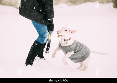 Funny Young English Bull Terrier Bullterrier Puppy Dog Playing Outdoor In Snow, Winter Season. Playful Pet Outdoors. Stock Photo