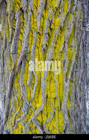 Common orange lichen on the bark of an oak tree Stock Photo