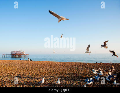 A flock of seagulls flies over Brighton beach on the south coast of England with the ruins of the famous West Pier in the background. Stock Photo