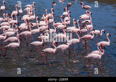 marching flamingos Stock Photo