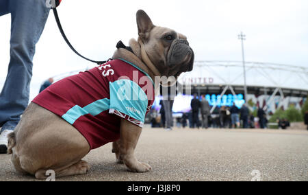 A dog wearing a West Ham shirt before the Premier League match at The London Stadium, London. Stock Photo