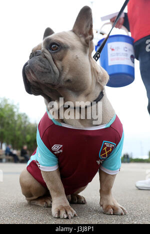 A dog wearing a West Ham shirt before the Premier League match at The London Stadium, London. Stock Photo