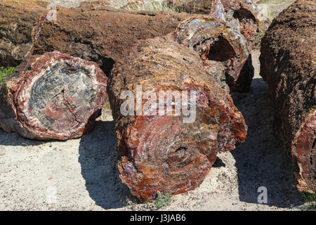 Sections of logs of the Petrified Forest Lying about in Arizona Stock Photo