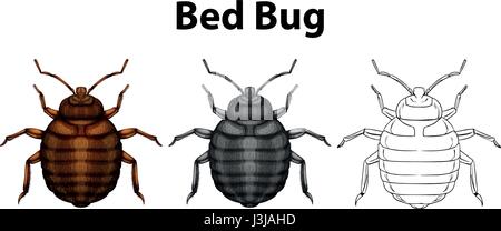 Bed bug in three sketches illustration Stock Vector