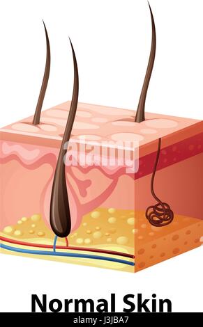 Diagram showing normal skin Stock Vector Image & Art - Alamy