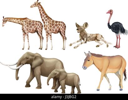 Five types of wild animals illustration Stock Vector