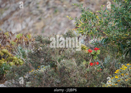 Plants and flowers adapted to the dry habtat of Lanzarote, Canary Island, Spain Stock Photo