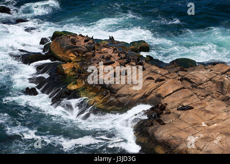 Sea lions basking in the sun on a rock; Cabo Polonio, Rocha, Uruguay Stock Photo