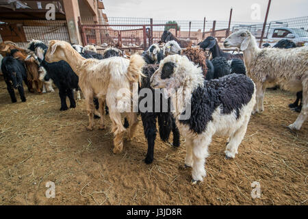 Sheep in a sheep pen, gathered of mountains in Lake ...