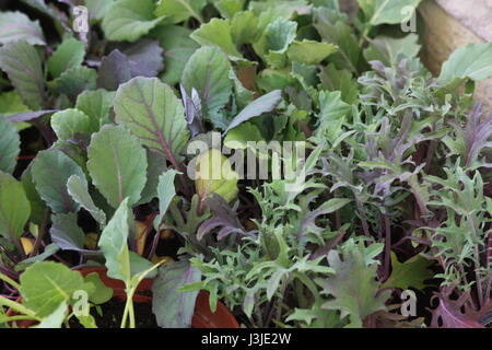 Vegetable seedling ready for planting. Red Russian kale end Young violet Brussels sprouts seedlings. Stock Photo