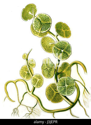 Haeckel Caulerpa peltata var. macrodisca Stock Photo