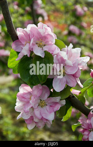 Apple blossom and new leaves on a Bramley apple tree in spring Stock Photo