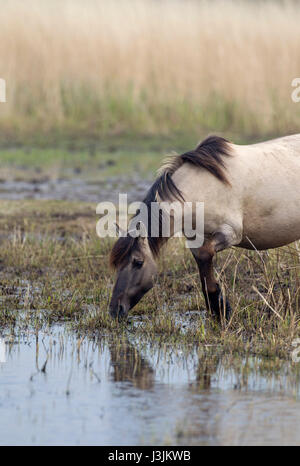 Konik Pony, single adult feeding on reedbed, Minsmere, Suffolk, UK Stock Photo
