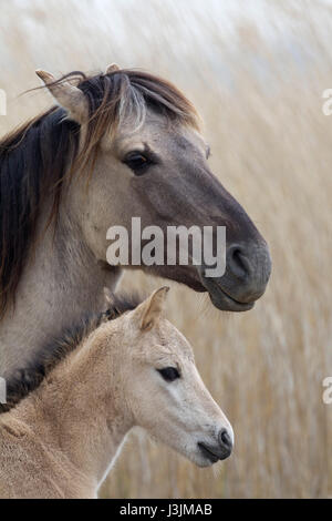 Konik Pony, portrait of mare and foal standing in reedbed. Minsmere, Suffolk, UK Stock Photo