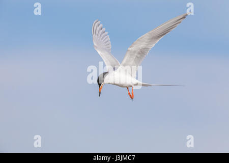 Common tern (Sterna hirundo) hovering and searching for fish. Stock Photo