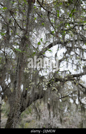 Spanish Moss in Savannah, Georgia Stock Photo