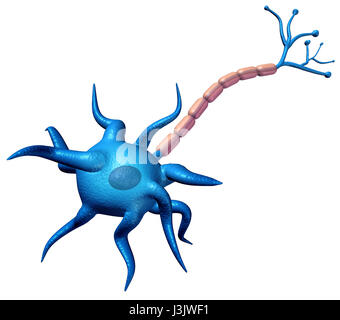 Synapse neuron body anatomy isolated on a white background with axon cell body and myelin sheath as a 3D illustration. Stock Photo