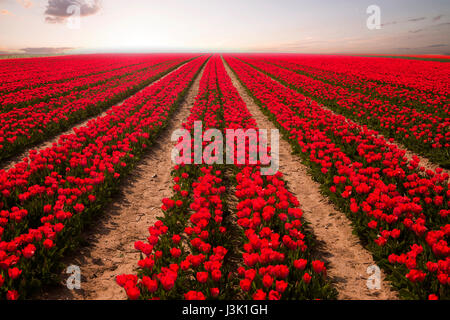Red tulip field at sunset with beautiful colors Stock Photo