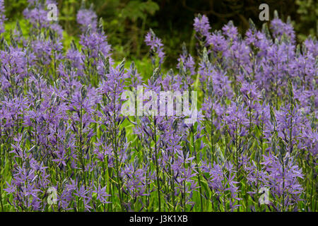 Camassia lily is a genus of plants in the asparagus family native to Canada and the United States.other names include camas, quamash, Indian hyacinth, Stock Photo