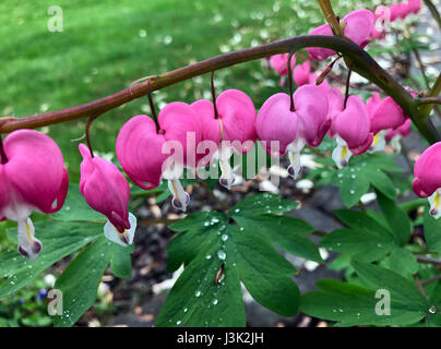 Bleeding heart flowers. Stock Photo