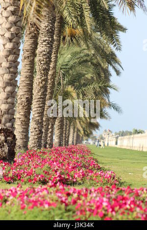 pink color flower bed besides date trees in UAE Stock Photo