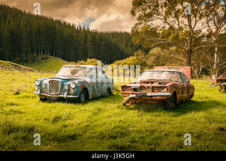 Two old cars overgrown with weeds and abandoned on farmland in a remote area of New Zealand Stock Photo